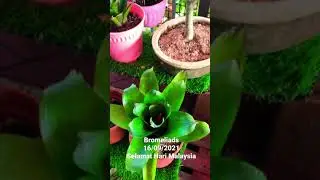 Bunga Bromeliads (Part I) 분가 브로멜리아드(제1부)