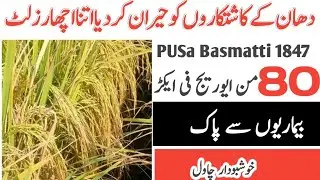 high yield rice farming  // #pusaBasmatti1847 // pusa 1847 farming // Indian Best Variety Basmati