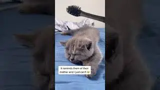 Try petting your cat with a wet toothbrush