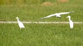 FORAGING EGRETS