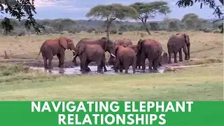 The Complex Social Behaviour Of Elephant