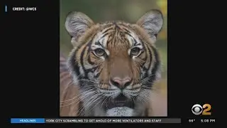 Coronavirus Update: Bronx Zoo Tiger Positive For COVID-19 Raises Questions About Household Pets