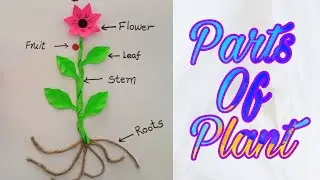 DIY Parts Of Plant | Parts of plants model | Parts of plants for kids