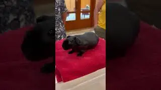 This hairless guinea pig is actually a skinny pig! At a show in Sweden&hellip; looks like a baby hippo