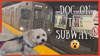 Dog Friendly Toronto: How Easy is Transit with Dogs?