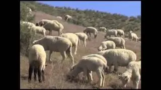 Mountain Brook Village Breaking News Reel