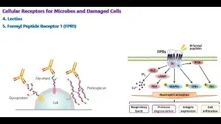 Immunology (16)| Lectins and Formyl Peptide Receptor 1(FPR1) | Cellular Receptors of Innate Immunity