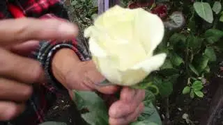 Sacha Rose - Conociendo las Rosas Ecuatorianas