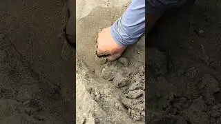 Technique for catching crabs hidden in the sand