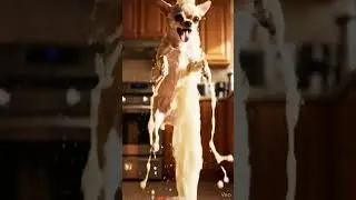 Chihuahua vs Coca-Cola Bottle 🤣 #funnypets #dogfails #viral