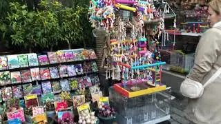 Eminönü Kuş Pazarı....سوق الطيور امينونو