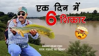 EK DIN ME 6 SHIKAR | एक दिन में 6 शिकार | Snakehead Fishing | Amazing Snake head fishing fish trap