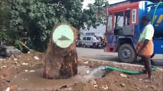 Neem Tree Transplant Story