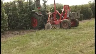 QuickHedge instant hedges - undercutting roots