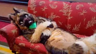 IFC 2016 Indy Fur Con 2nd Vid