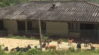 ANIMALES EN DIRECTO- ESPECIAL ADOPCIONES