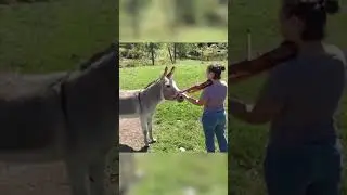 Hilarious, Amusing, Humorous, Comical, Entertaining, Funny videos and Moments of animals and people