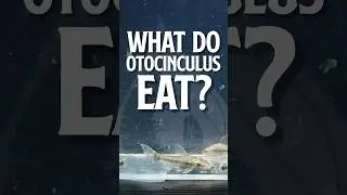 Что едят отоцинклюсы | сом отоцинклюс