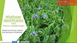 Wildflower Identification with Payton Landsborough