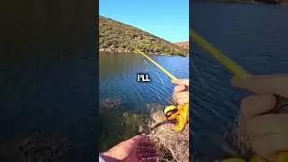 Double Fluke Rig with GULP Minnows! (Donkey Rig) #fishing #fishingvideo