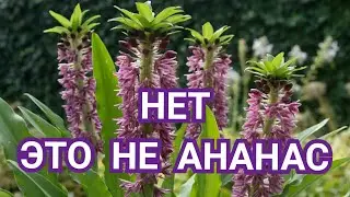 ЭУКОМИС или ананасная лилия - цветок дивный красоты.  EUCOMIS