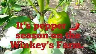 Pepper on the Winkey's Farm 🚜 🌶.