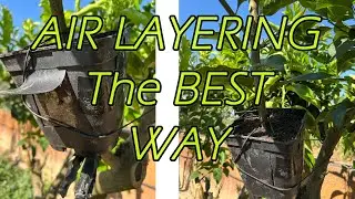 How to Air Layer Plants with 100% Effectiveness | Best Method Explained