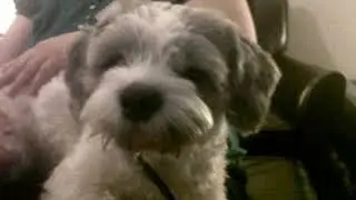 Bow Wow Wow Wow! Lol Prince!