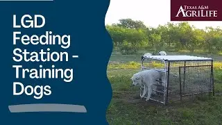 LGD Feeding Stations  - Training Dogs