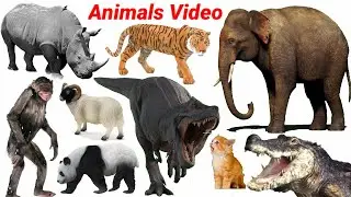 CUTE Animals Video: Cow, Dog, Lion, Kangaroo, Cat | Animals Name in English | Animals Sounds | #cow