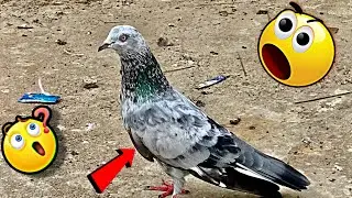 Bhura kabootar pakda 😍 || New kabutar pakda || #theanimalhub
