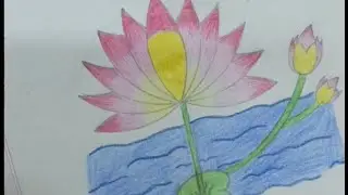 শাপলা drawing.Drawing water lily. 