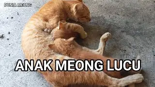 ANAK MEONG LUCU