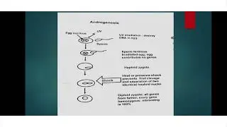 Chromosome Manipulation: Gynogenesis And Androgenesis (English Lecture)