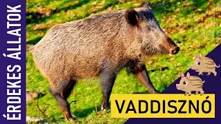 VADDISZNÓ | Állatok gyerekeknek | Ismeretterjesztő | Természetfilm | Magyar szókincs bővítése
