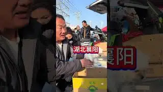 韩系比熊王炸登场！爆毛小天使再现人间精品！