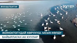 ЖОМОКТОГУДАЙ КӨРҮНҮШ. ЫСЫК-КӨЛДҮ БАЙЫРЛАГАН АК КУУЛАР