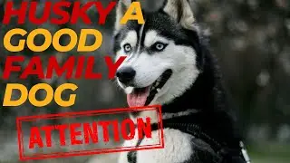 Is a Husky a good family dog