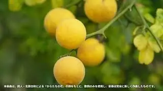 からたちの花｜北原白秋の詩に新たな旋律を
