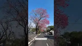 Maring&aacute; sendo linda em todas as esta&ccedil;&otilde;es...#maringa#meuparana#amo