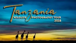 Tanzania Wildlife Photography Tour - 2018