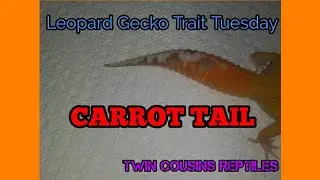 Carrot Tail : Leopard Gecko Trait Tuesday [ Morph Monday] S2 Episode 1