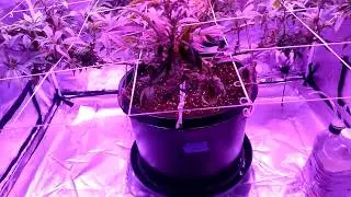 Purple Bubba Chunk trained 3x4 tent grow
