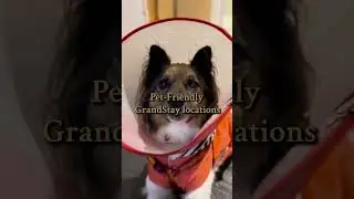 Pet-friendly Hotels - GrandStay  🐾