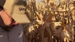 Vigro Nitrogen improved Maize yield in salt-affected soil.