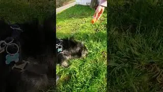 c&atilde;o vegetariano