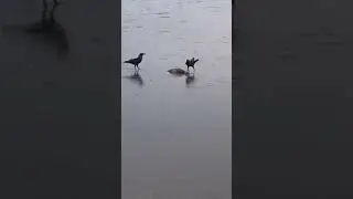 #shortsvideo #youtubeshorts #nature #sea #fish #crow #feeding #lowtide #naturecleaner