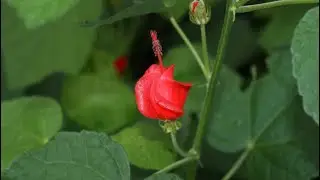 Species Spotlight: Turk&rsquo;s Cap (Mallow)