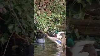 🤜🦆Dramatic Duck Fight! | Highams Park Lake, Epping Forest, London, UK🦆🤛