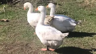 DEV &Ccedil;ORUM BEYAZ KAZLAR